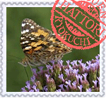 ヒメアカタテハ