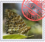 ツマグロヒョウモン