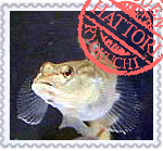 トウヨシノボリ