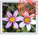 ニワゼキショウ