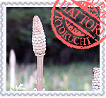 スギナ（ツクシ）