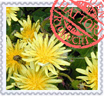 カンサイタンポポ