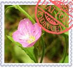 アカバナユウゲショウ